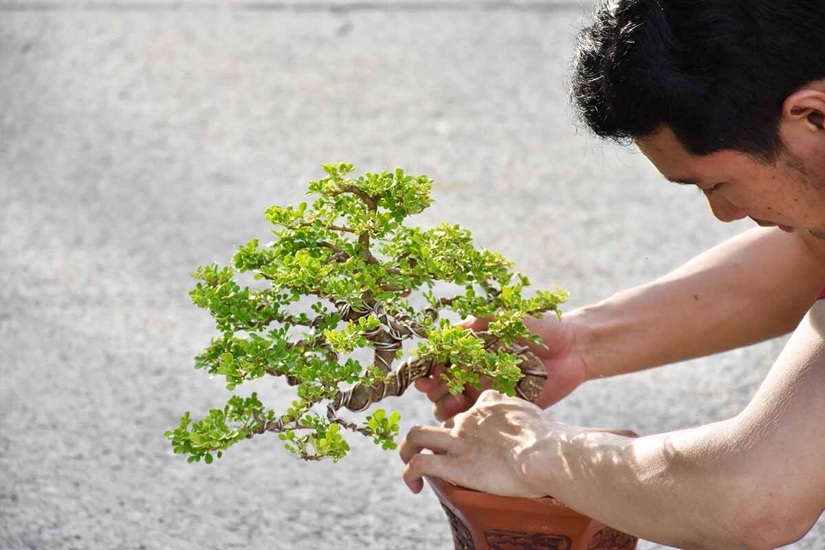making-of-bonsai-trees-handmade-accessories-wire-2022-11-14-10-00-38-utc-copy.jpg